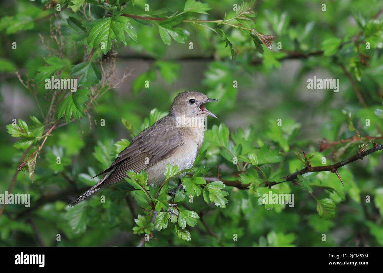 Giardino Warbler, Sylvia borin canto in foglia busch Foto Stock