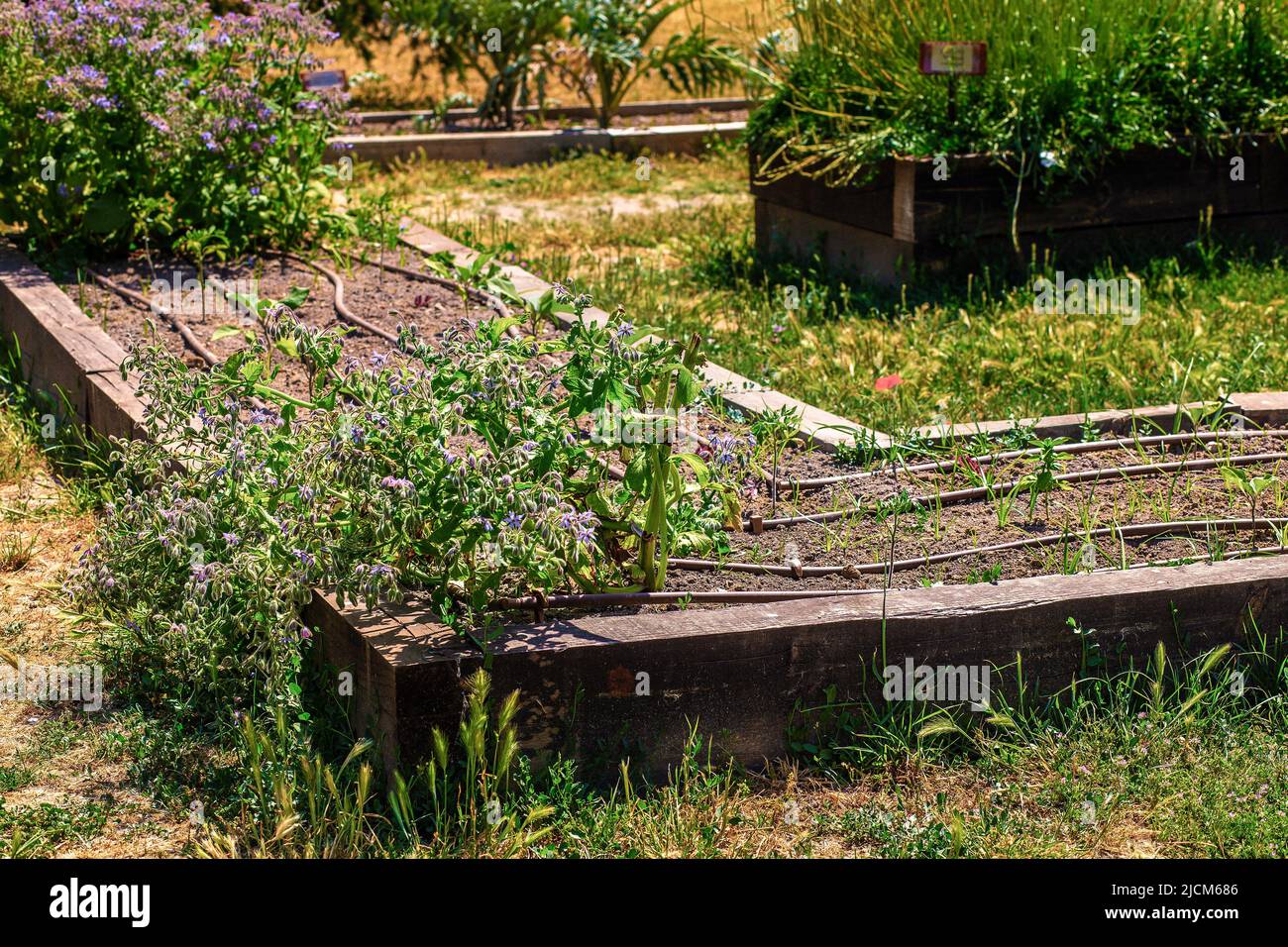 varietà di piante irrigate con irrigazione a goccia in un vivaio Foto Stock