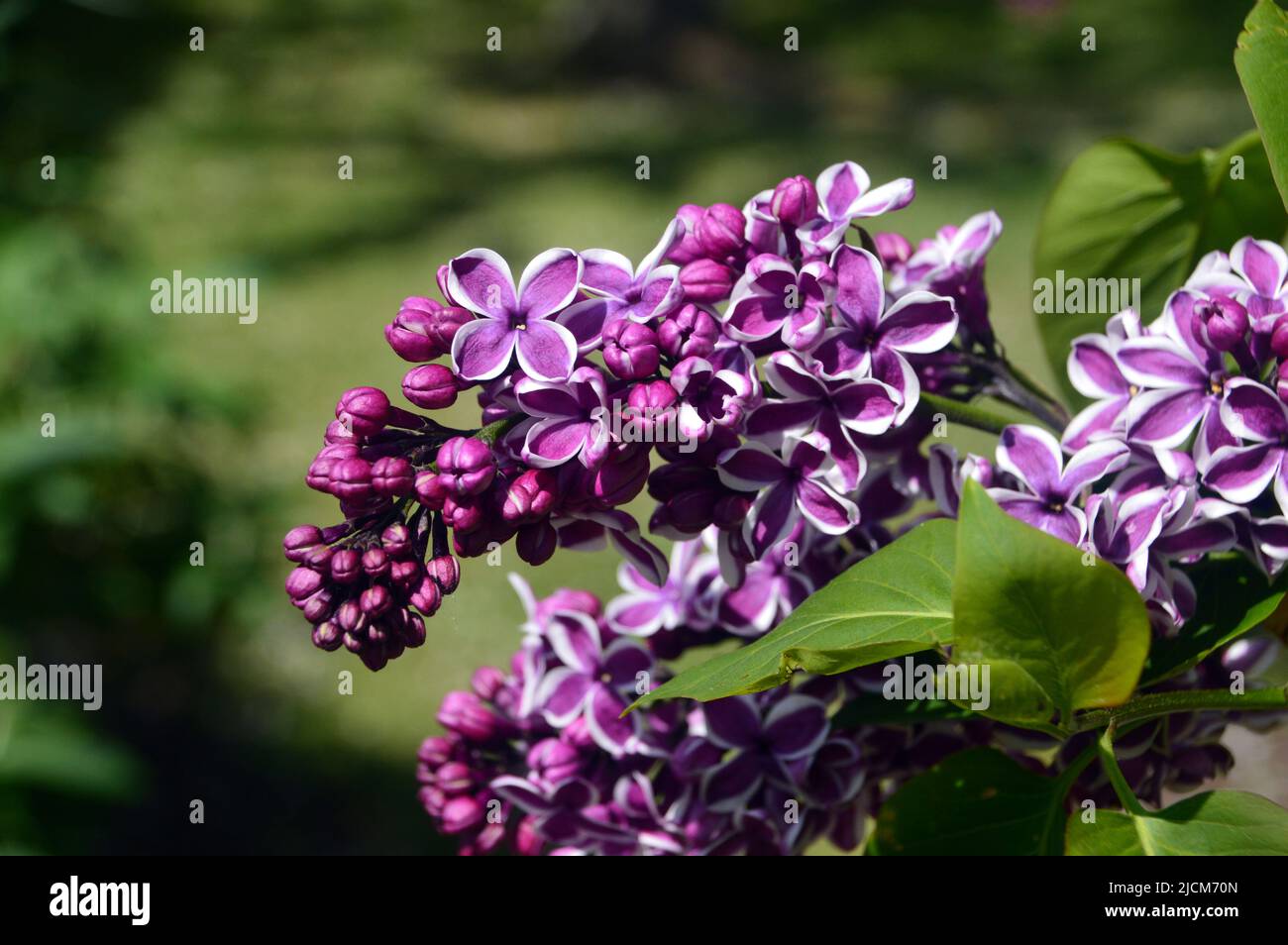 Fiori viola/bianchi, Syringa vulgaris 'Sensation' (Lilac comune) albero al National Memorial Arboretum, Staffordshire, Inghilterra, Regno Unito. Foto Stock