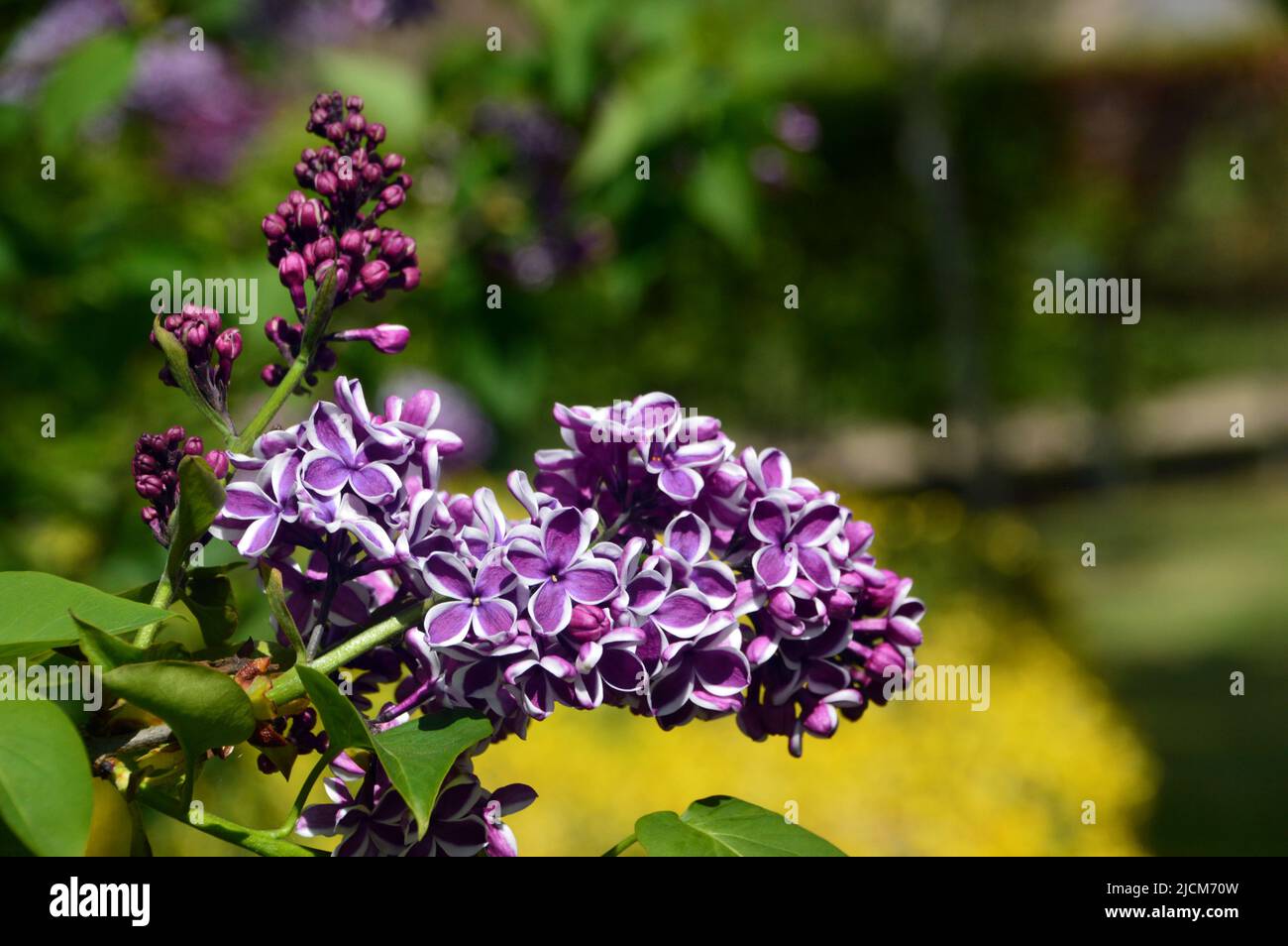 Fiori viola/bianchi, Syringa vulgaris 'Sensation' (Lilac comune) albero al National Memorial Arboretum, Staffordshire, Inghilterra, Regno Unito. Foto Stock
