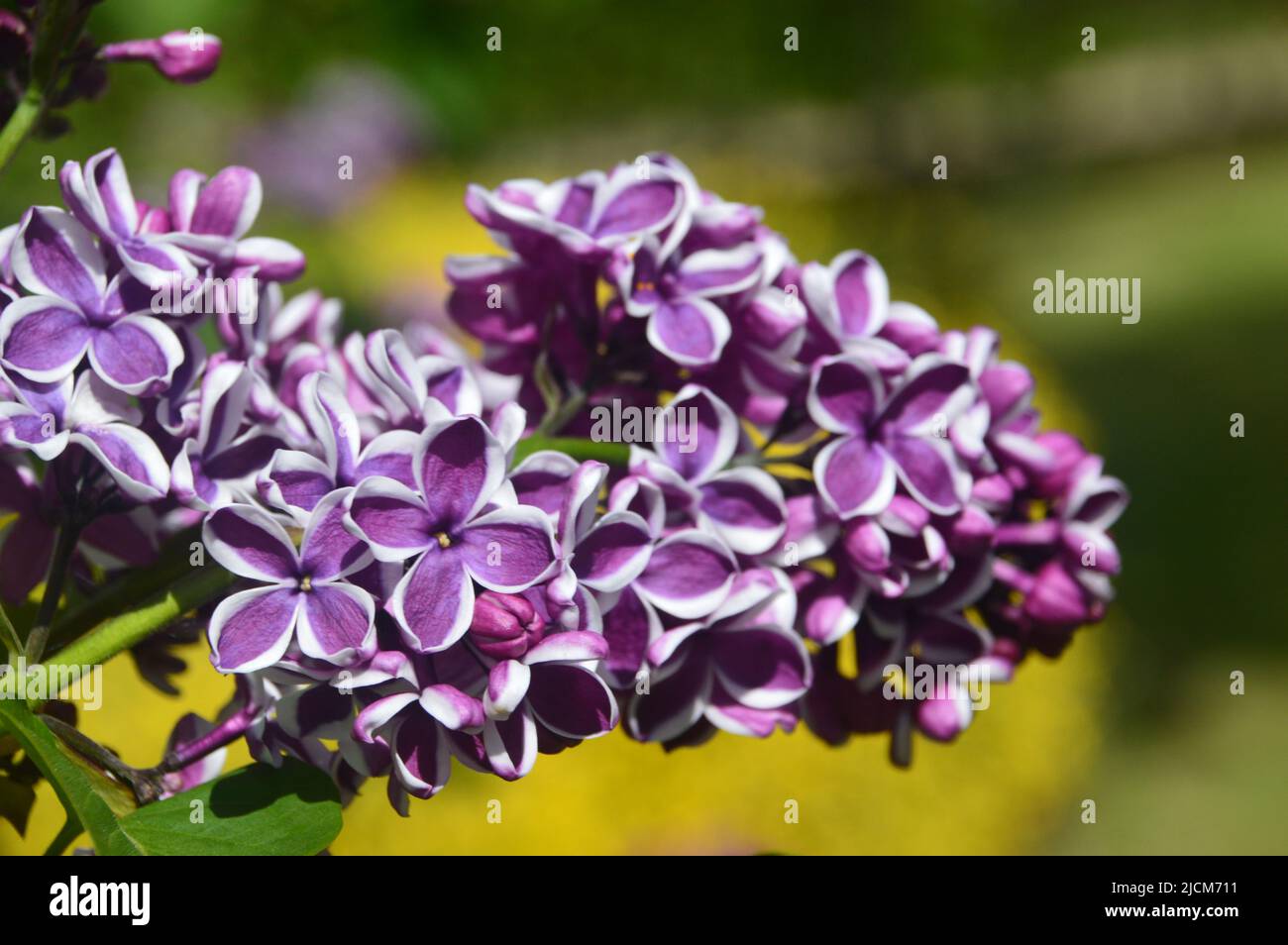 Fiori viola/bianchi, Syringa vulgaris 'Sensation' (Lilac comune) albero al National Memorial Arboretum, Staffordshire, Inghilterra, Regno Unito. Foto Stock