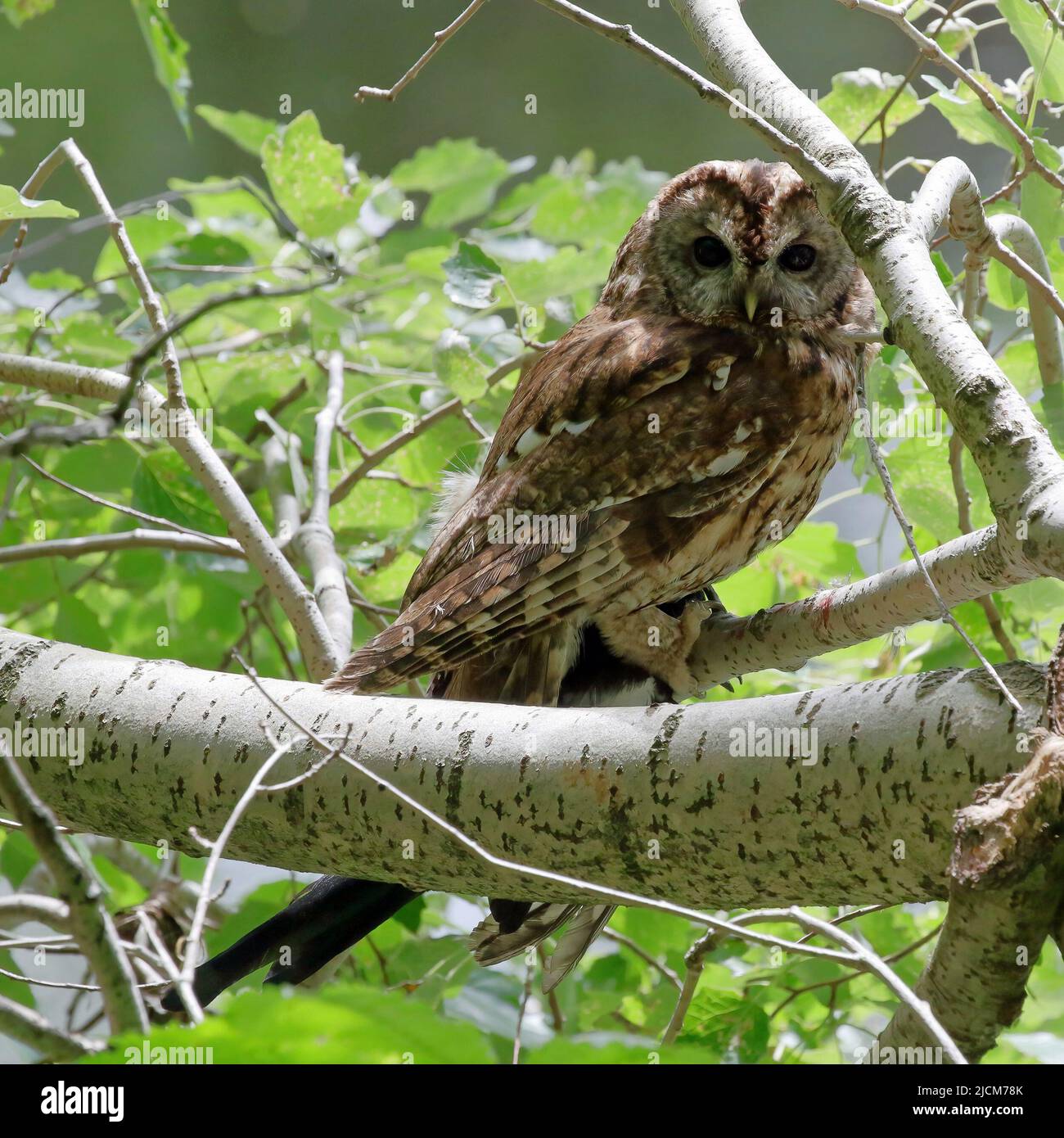 Gufo (Strix aluco) con preda Foto Stock