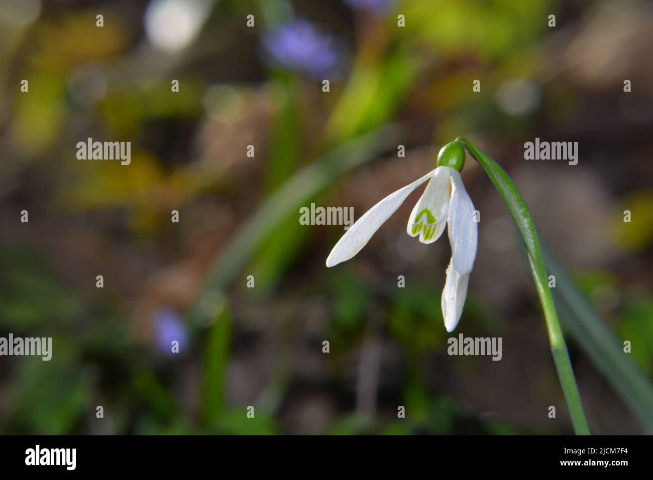 Fine inverno fiori in foreste Foto Stock