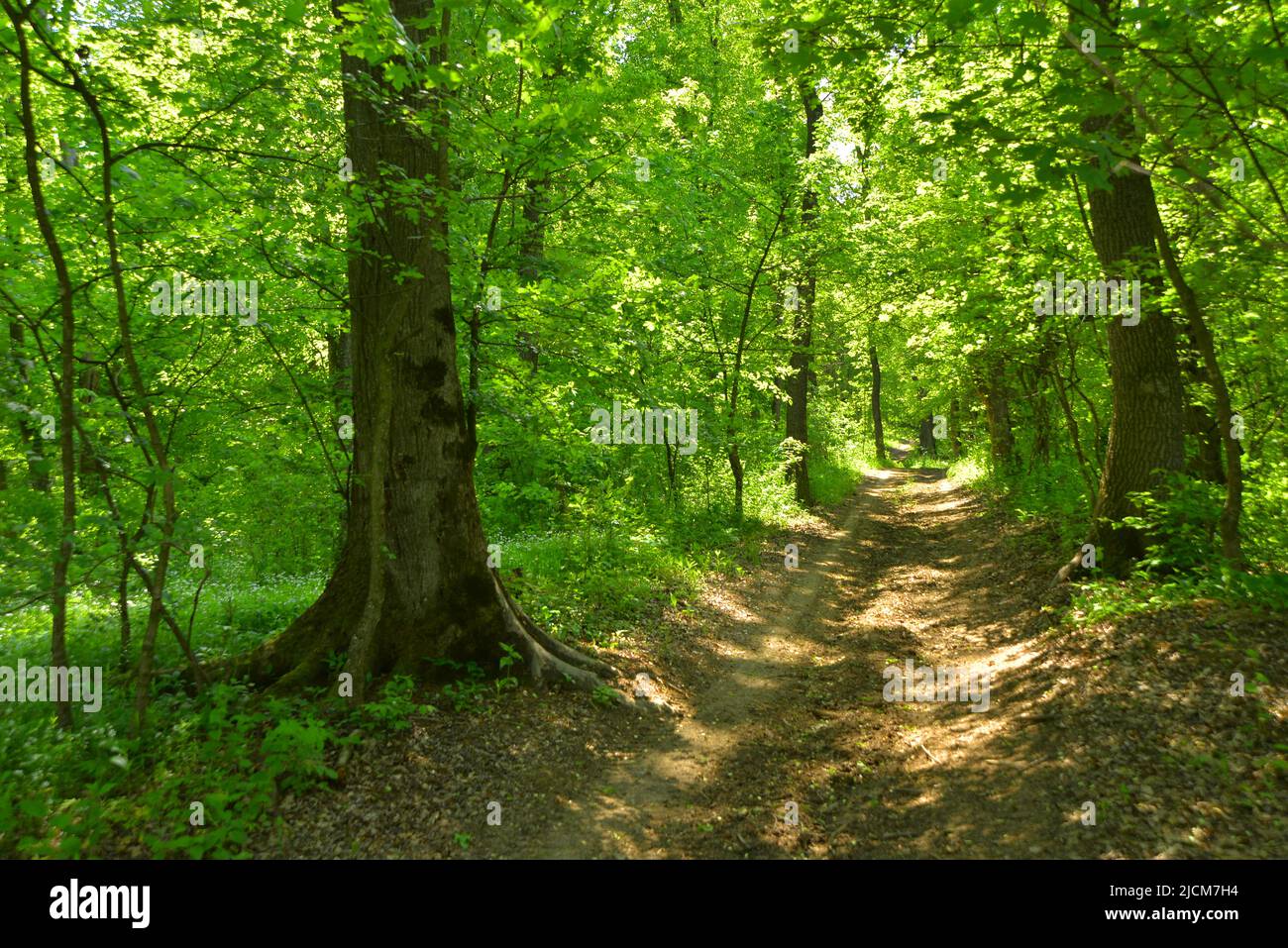 Sentiero della foresta vestito di verde primavera Foto Stock