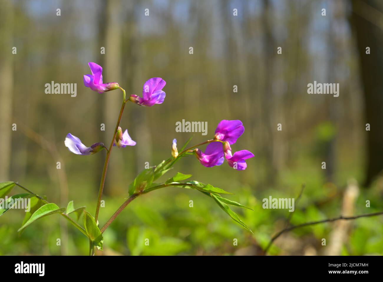 Fiori primaverili al loro stato naturale all'inizio della primavera Foto Stock