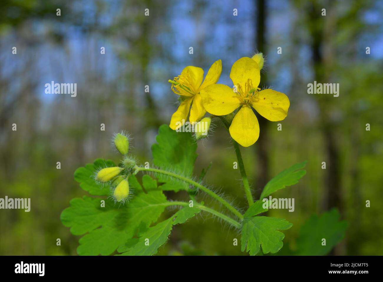 Chelidonium majus tra faggi e querce Foto Stock