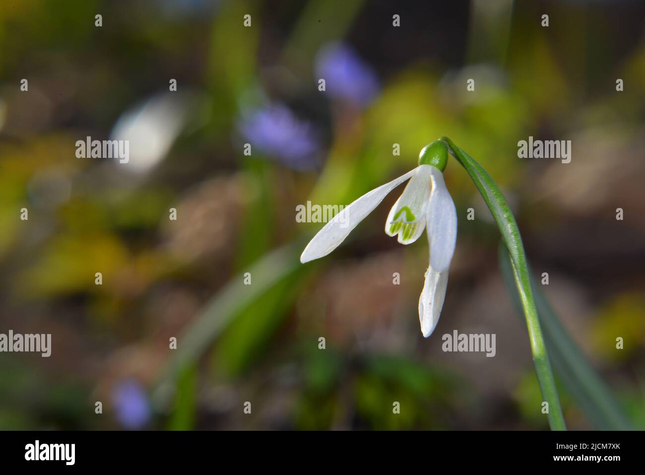 Galanthus nivalis nella sottobosco primaverile Foto Stock