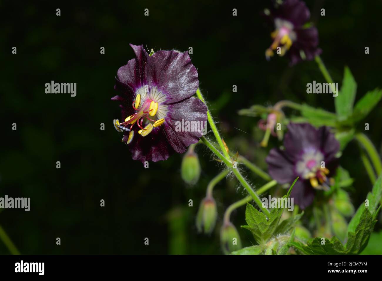 Phaeum geranio in mezzo alla primavera Foto Stock