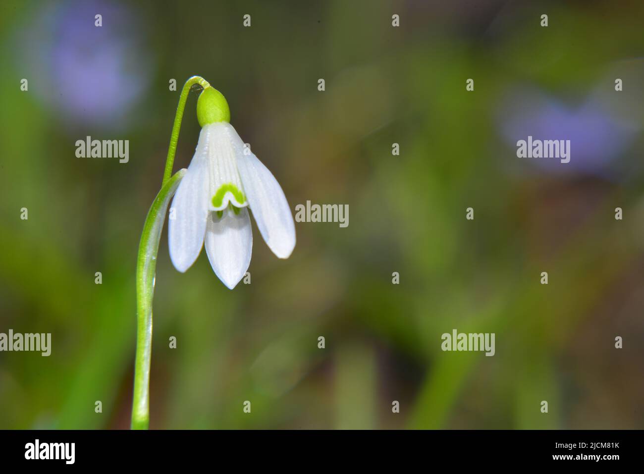 Galanthus nivalis annuncia l'arrivo della primavera Foto Stock