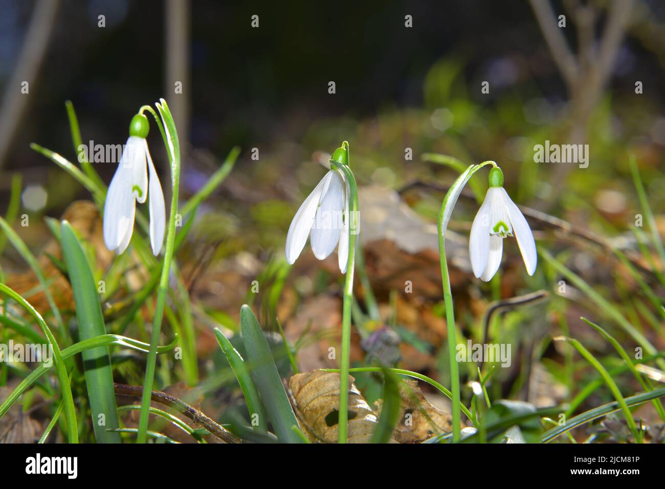 Prima Galathus nivalis nelle foreste Foto Stock