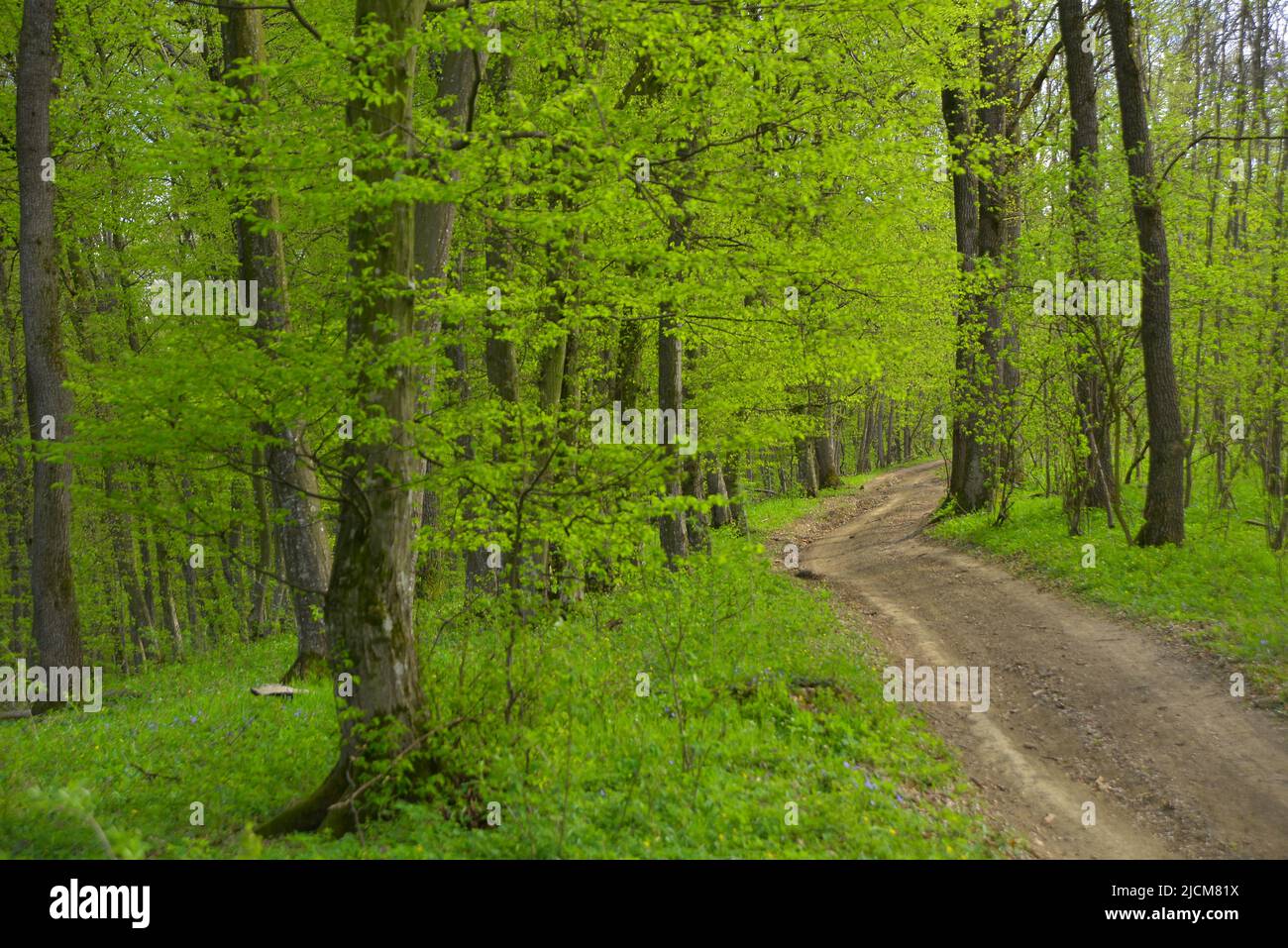 Percorso della foresta di faggio nei primi giorni di primavera Foto Stock