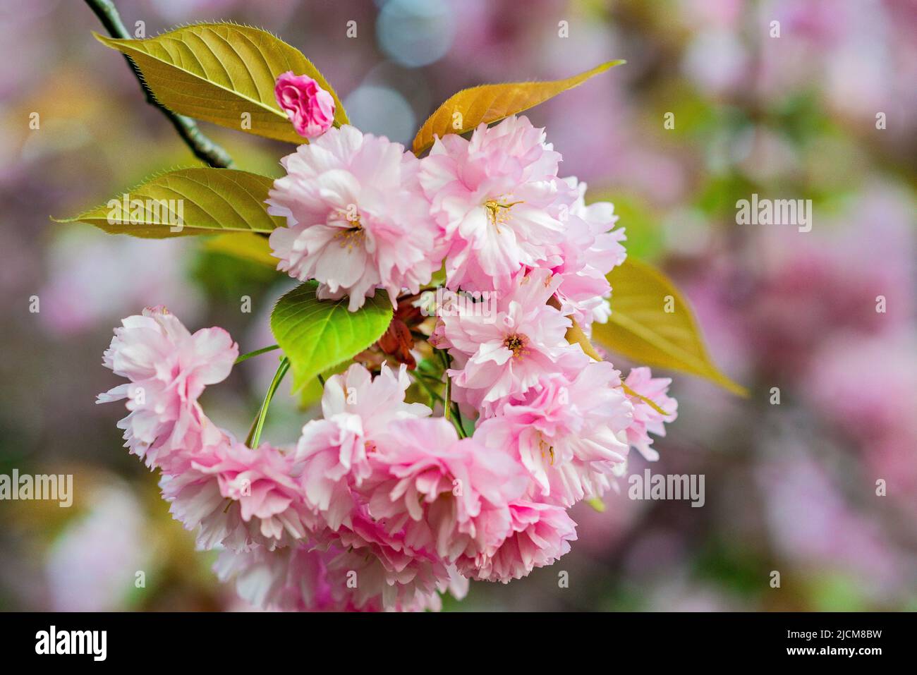 Fuoco selettivo di rami belli di fiori rosa di ciliegia sull'albero, fiori Sakura belli durante la stagione primaverile nel parco, Flora pattern t Foto Stock