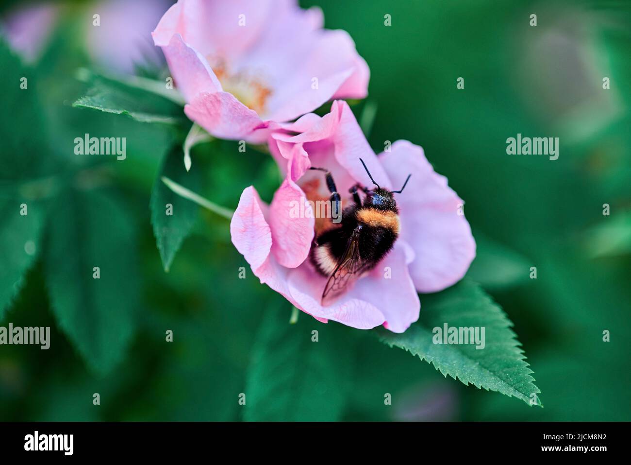 Bumblebee raccoglie polline in fianchi di rose, macro, primo piano. Foto Stock