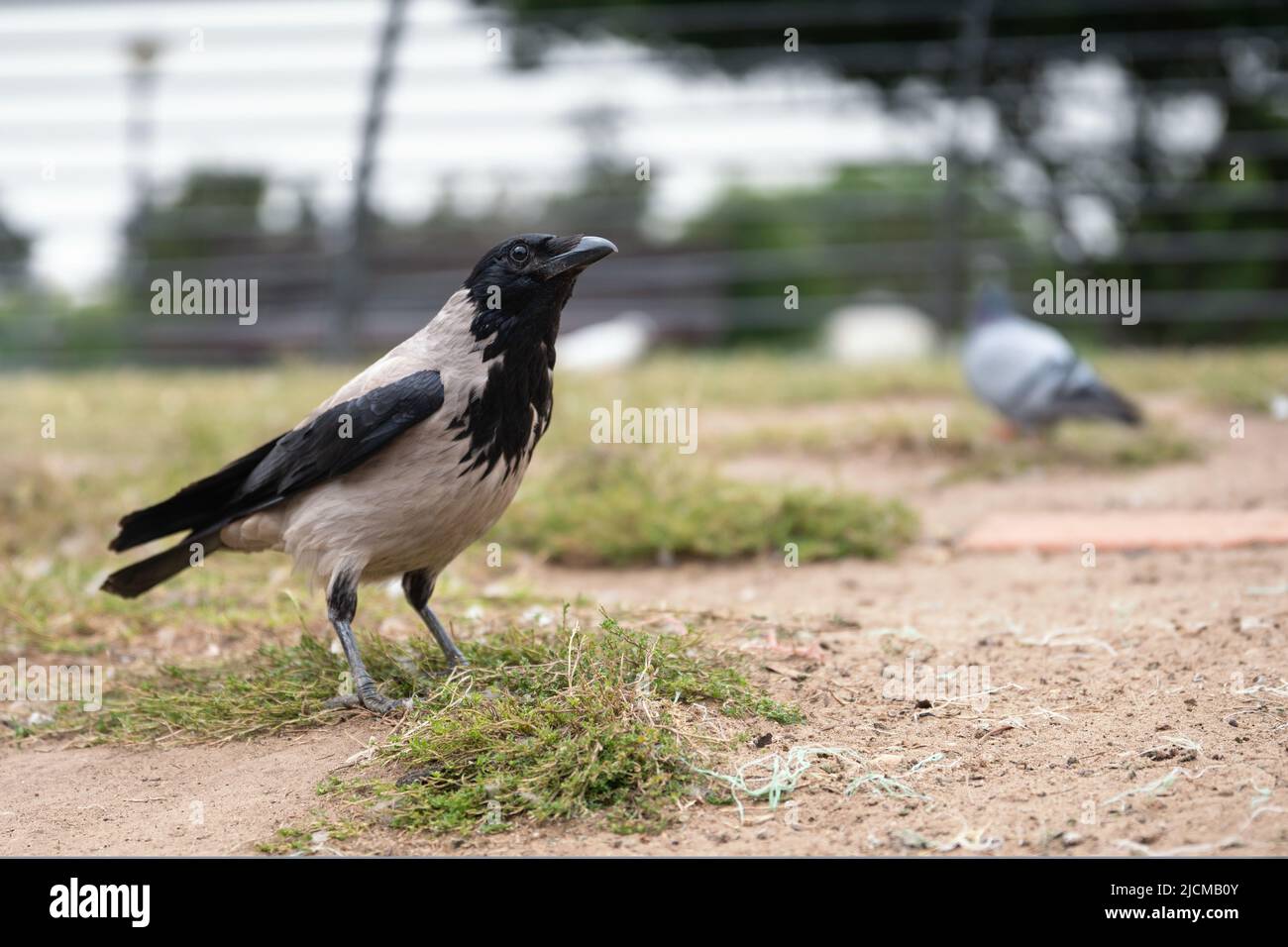 Comune corvo nero e grigio in primo piano con una colomba sullo sfondo sfocato Foto Stock