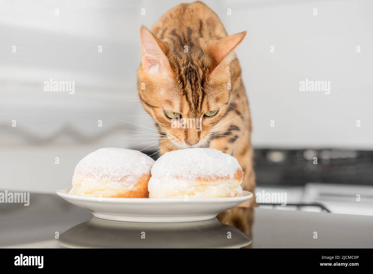 Un gatto domestico carino mangia o lecca una ciambella della gelatina. Foto Stock