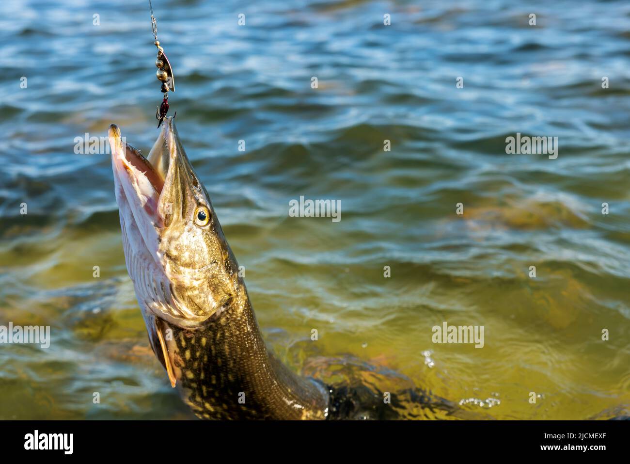 cattura un fish. pike pesca con lure spinner. copia spazio Foto Stock
