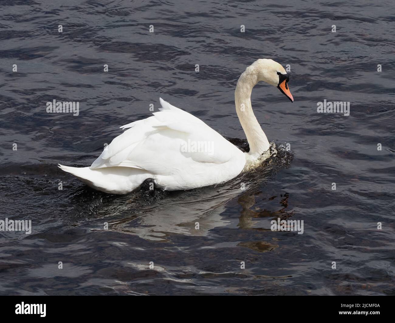 Una penna Mute Swan, nuoto contro la corrente del fiume. Le sue piume bianche contrastano con l'acqua increspata di colore scuro in una luminosa giornata di sole. Foto Stock