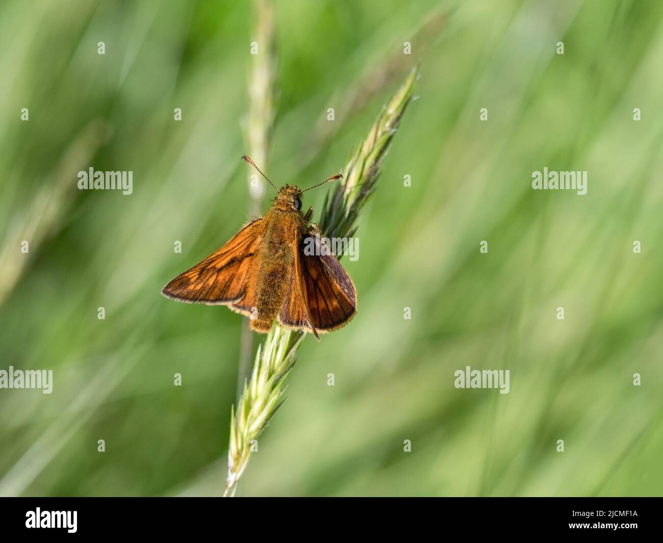 Grande Skipper Butterfly, Ochlodes Sylvanus poggiato su erba. Foto Stock