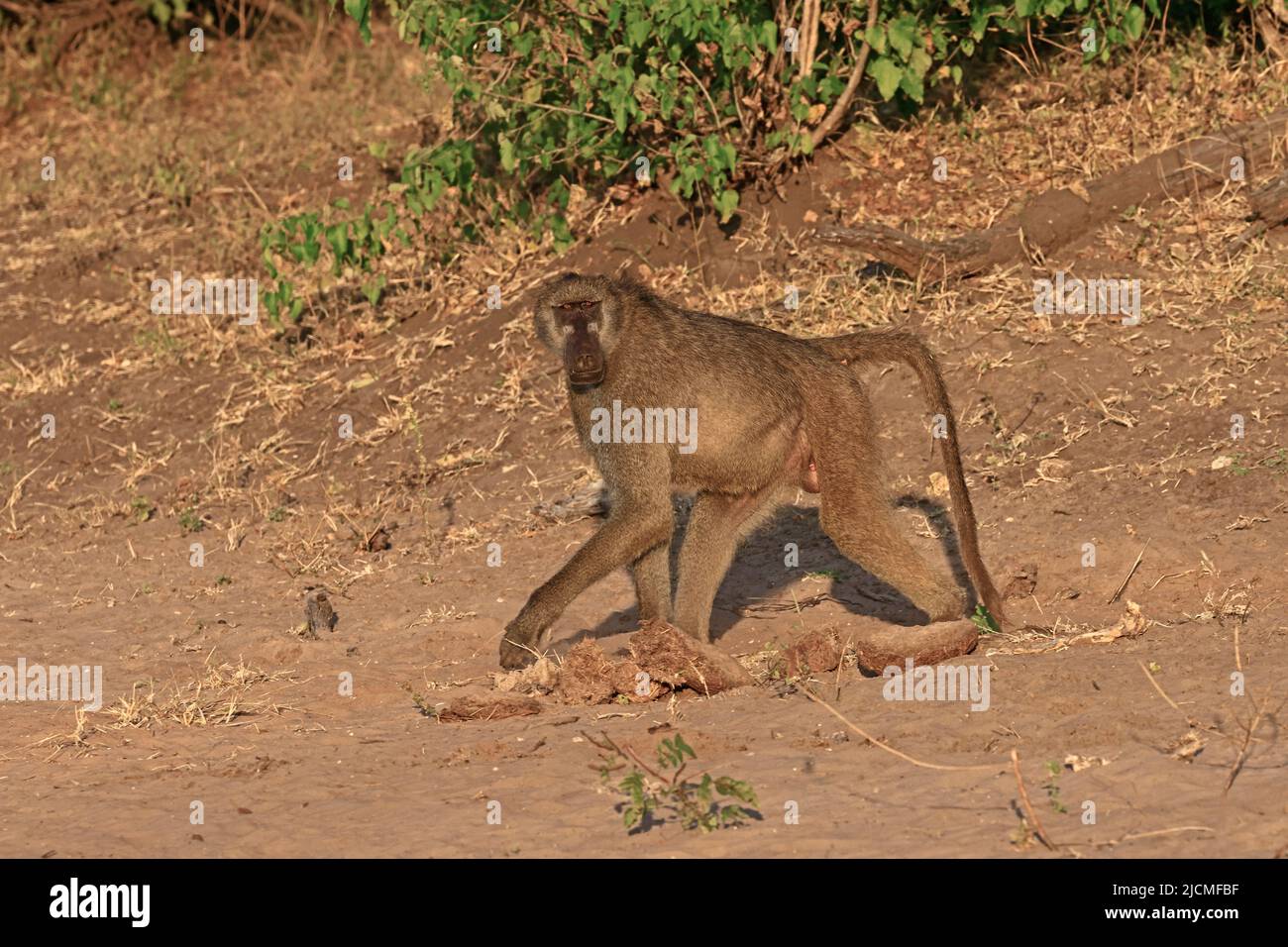Chacma Baboon presso il fiume Chobe Botswana Foto Stock