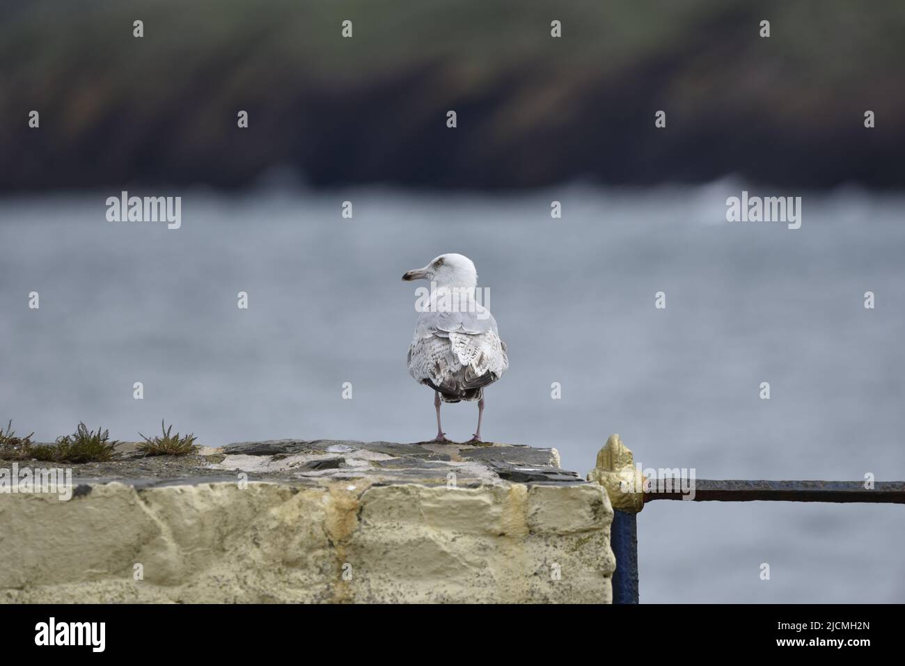 Vista posteriore di un gabbiano di aringa Juvenile europeo (Larus argentatus) con la testa girata a sinistra, arroccato su un Muro del Porto contro uno sfondo del Mar Blu, Regno Unito Foto Stock