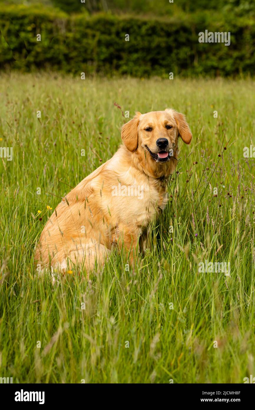 Ritratto vista di un giovane cane cucciolo di 9 mesi di età Golden Retriever seduto in un campo di erba lungo lato guardando verso la telecamera Foto Stock