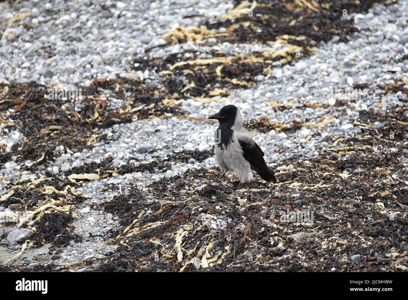 Hooded Crow (Corvus Cornix) in piedi a destra primo piano di immagine, in profilo sinistro, su una Rocky, Shingle Beach a Port St. Mary, Isola di Man, Regno Unito nel mese di maggio Foto Stock