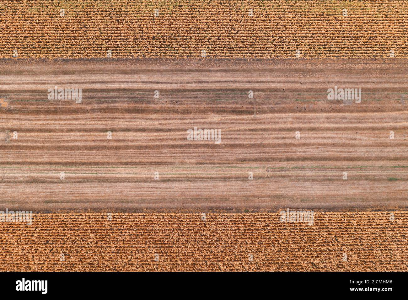 Campo di stoppie del grano dopo la mietitura, drone vista ad angolo alto pov in basso Foto Stock