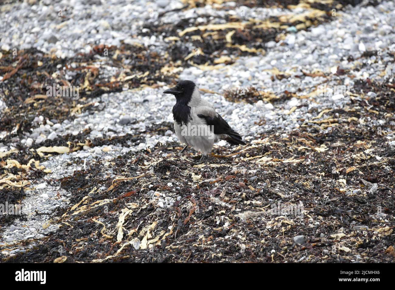 Primo piano, immagine a sinistra di un corvo con cappuccio Passeggiate su un Pebble e Shingle Beach a Port St Mary, Isola di Man, Regno Unito nel tardo pomeriggio di primavera Foto Stock