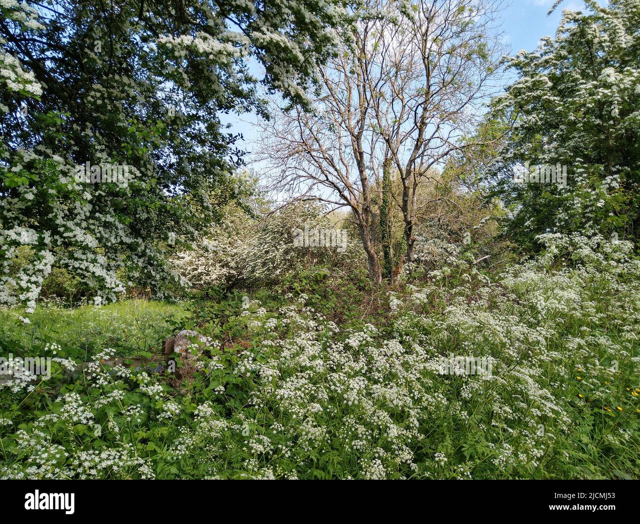 Hedgerow inglese in inizio estate Foto Stock