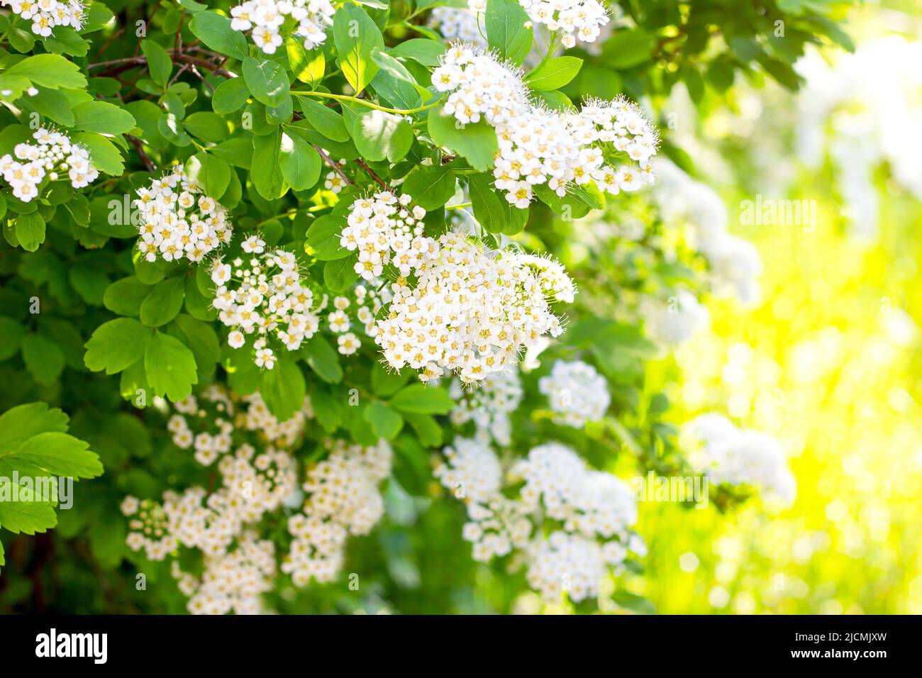 Molti fiori bianchi di Spirea (Spiraea Vanhouttei Briot Zabel Gold Fountain) con foglie verdi in primavera nel giardino. Foto Stock