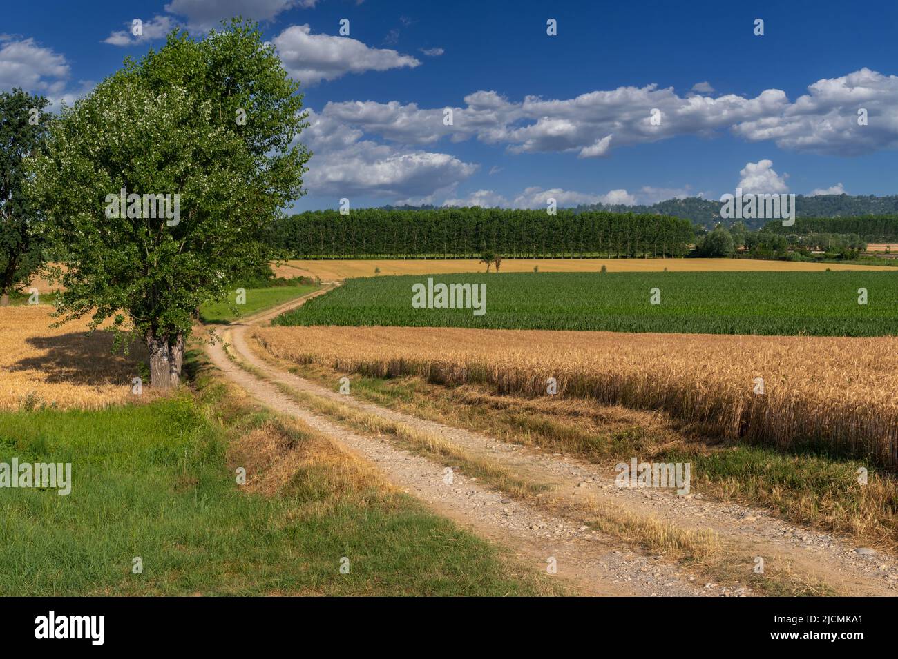 Strada di campagna tra campi di grano e mais con alberi di pioppo, paesaggio di campagna in provincia di Cuneo, Italia su cielo blu estivo con nuvole Foto Stock
