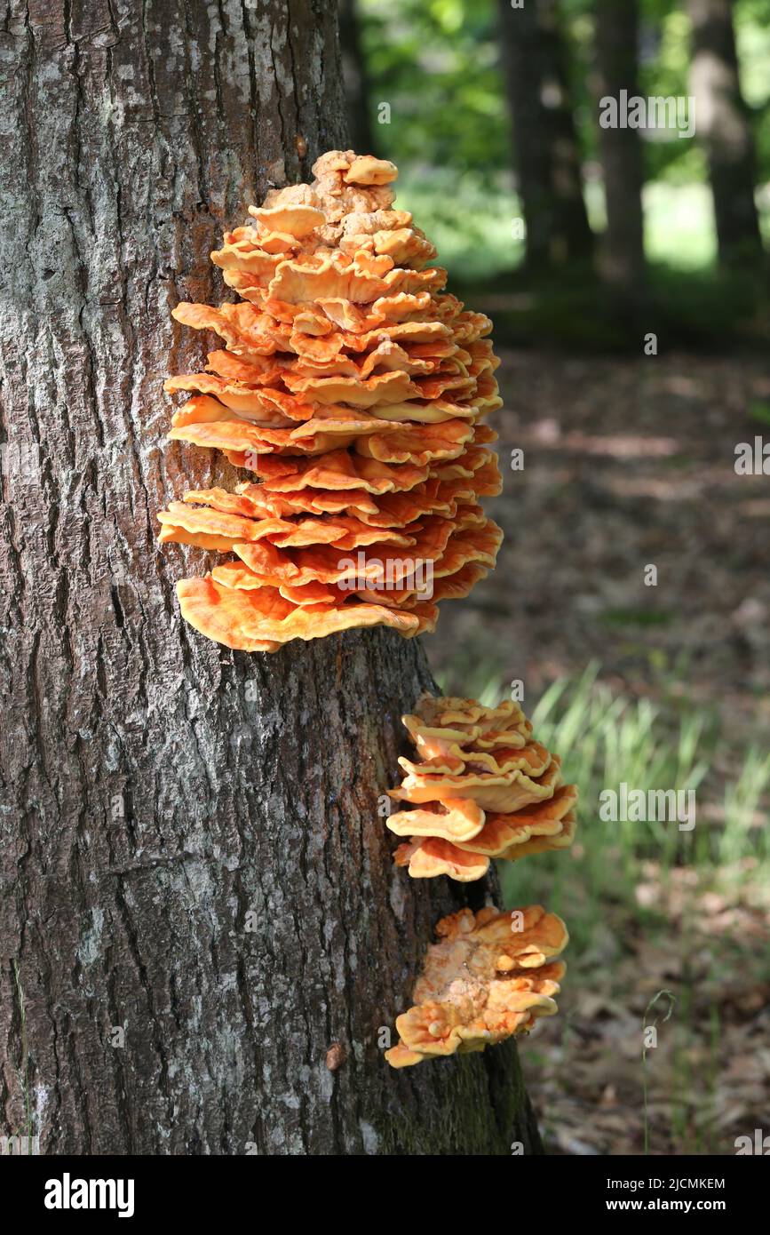 Parassita di funghi arancio di Chaga su un vecchio tronco di albero decadente vicino Foto Stock