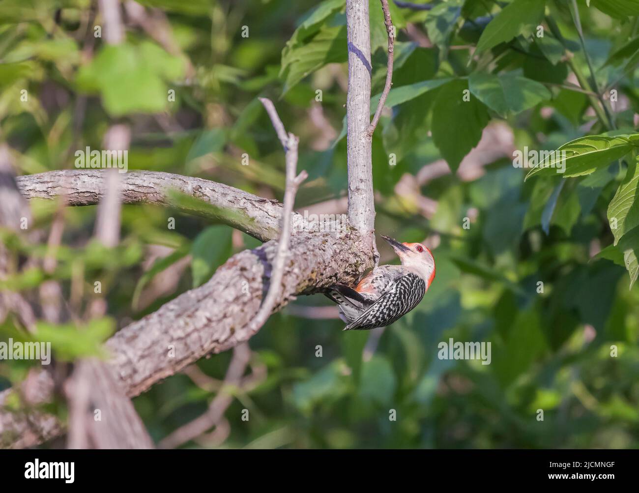 Maschio Picchio rosso-belluto (Melanerpes carolinus) che pica ad un ramo d'albero. Chesapeake e Ohio National Historical Park. Maryland. USA Foto Stock