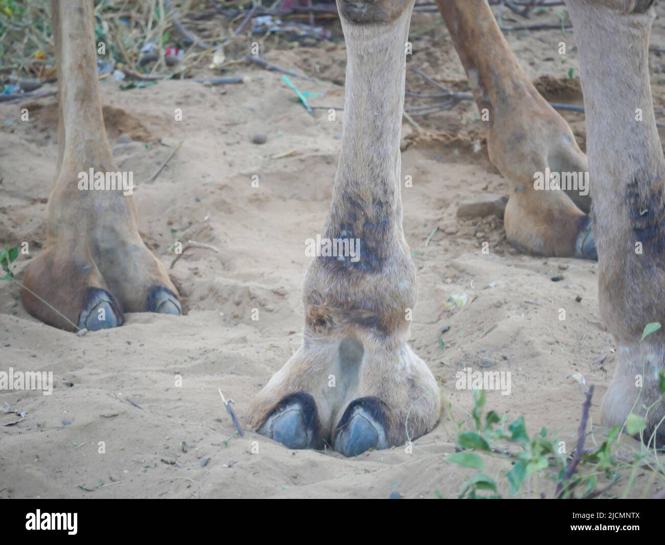 Foto ravvicinata dei peli di Indian Camel TOE Foto Stock