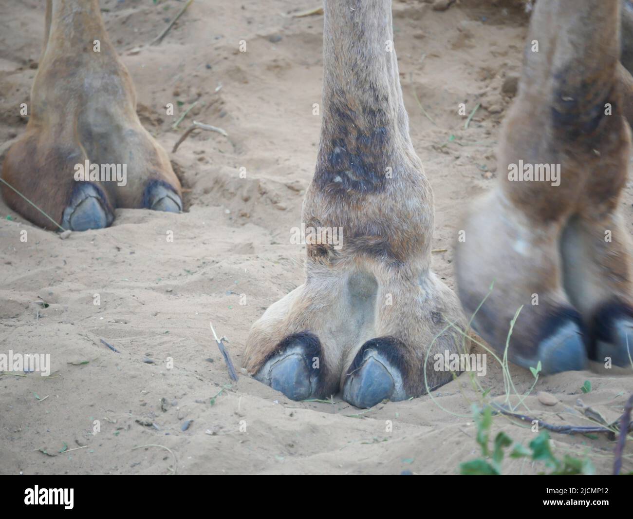 Foto ravvicinata dei peli di Indian Camel TOE Foto Stock
