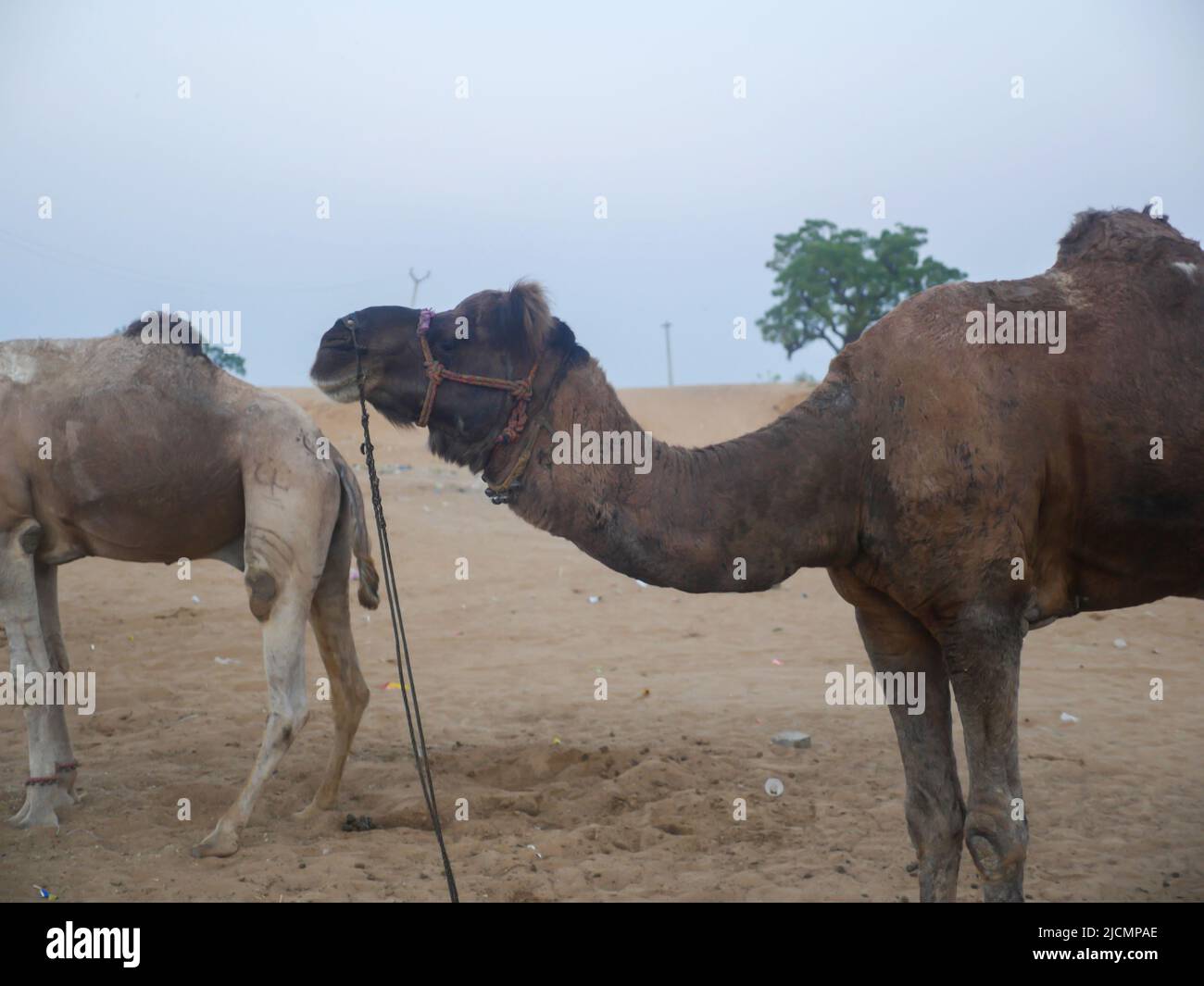cammelli indiani nella città deserta pushkar rajasthan Foto Stock