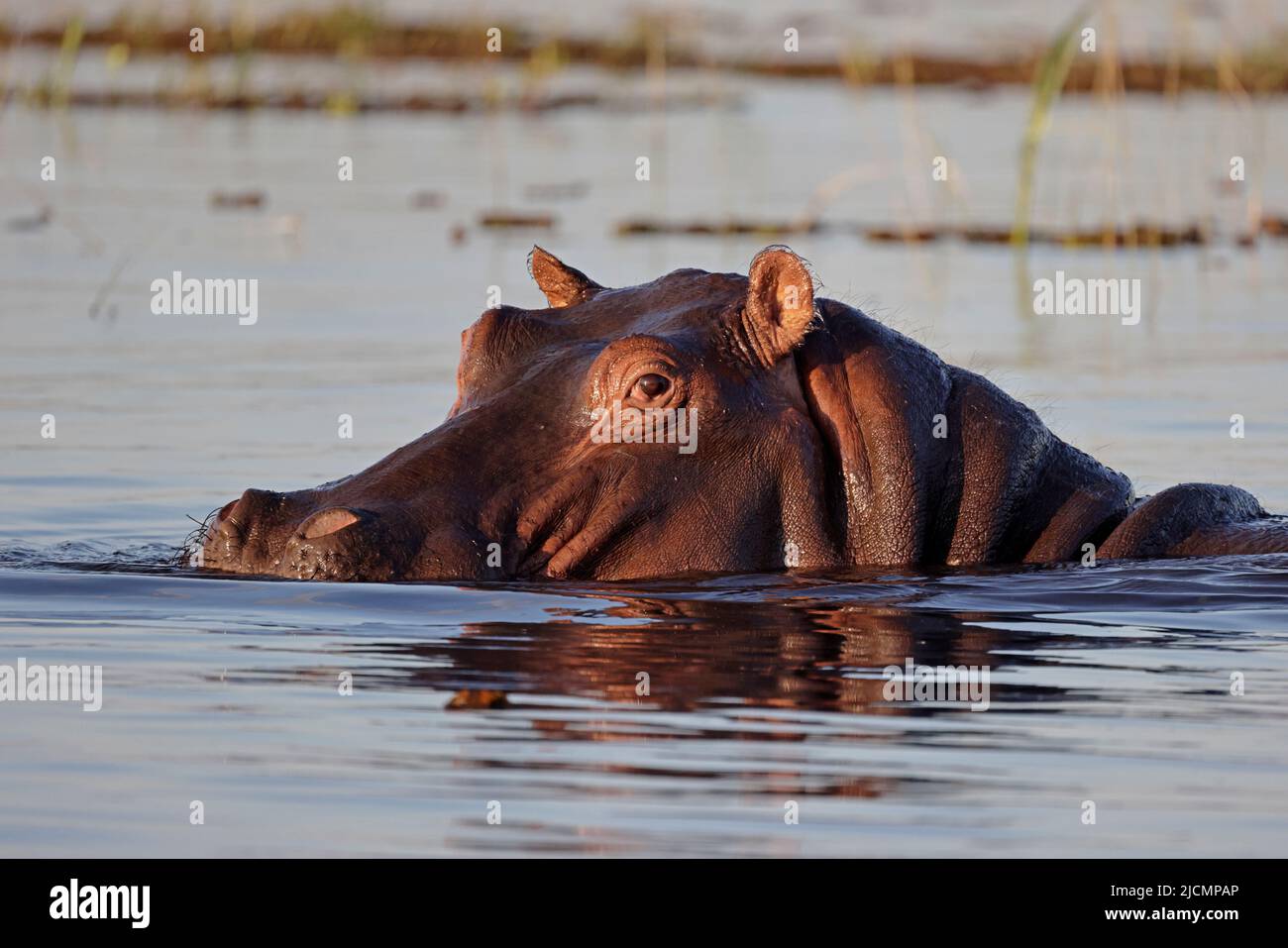Ippopotamo nel Botswana del fiume Chobe Foto Stock