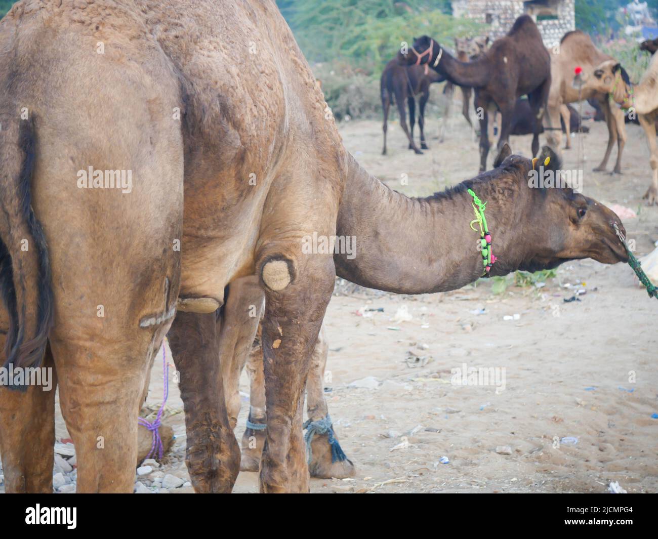 cammelli indiani nella città deserta pushkar rajasthan Foto Stock