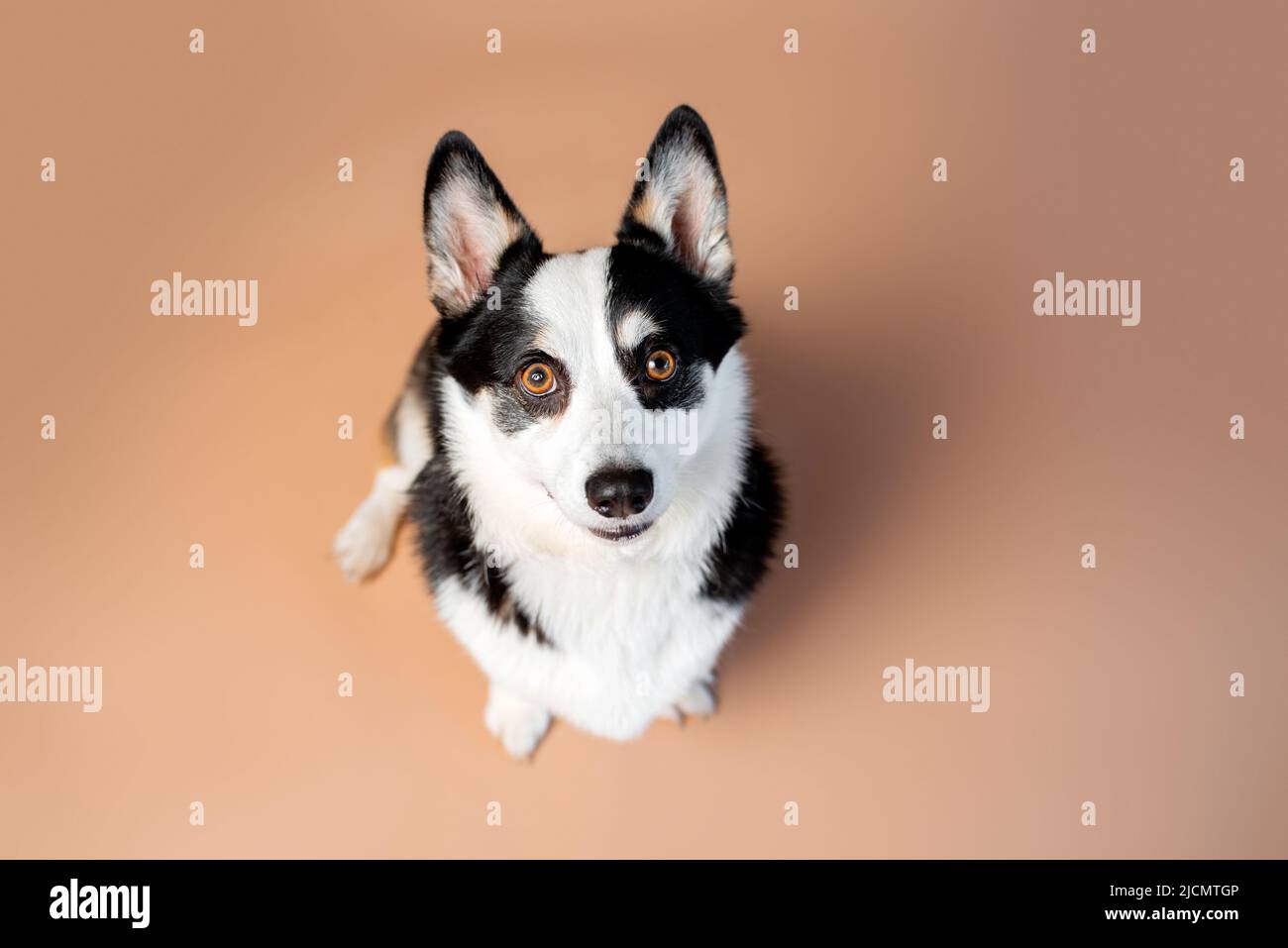 Gallese Corgi Pembroke razza cane di colore nero, marrone e bianco su sfondo tan vuoto Foto Stock