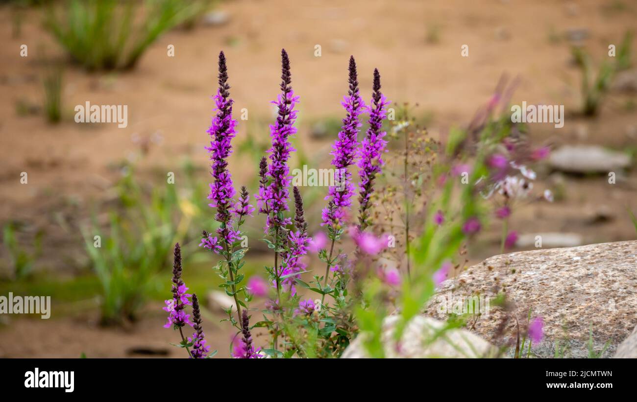 Piccoli fiori viola nel terreno marrone Foto Stock