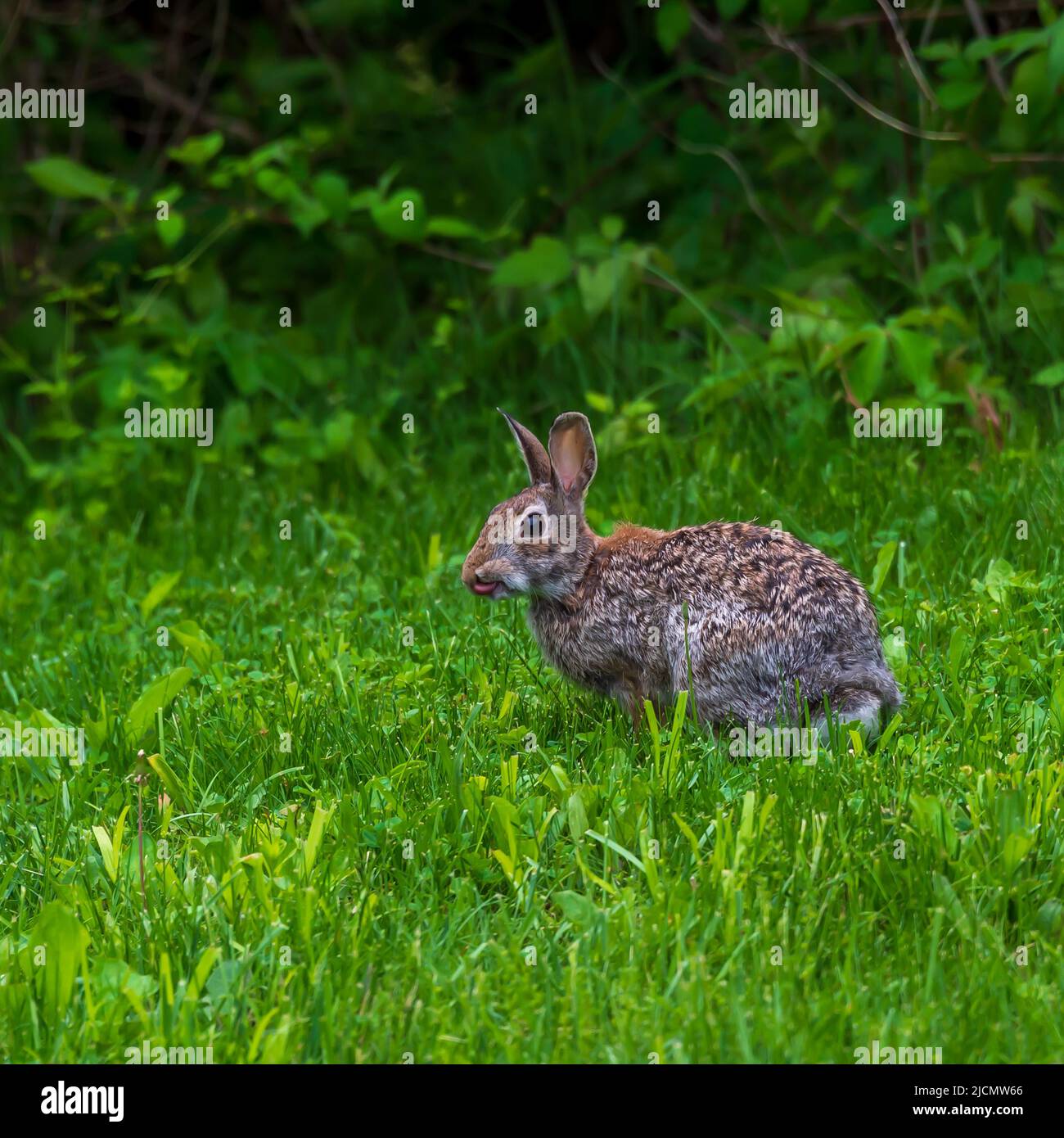 Un coniglio lecca le labbra mentre si eye il fotografo. Foto Stock