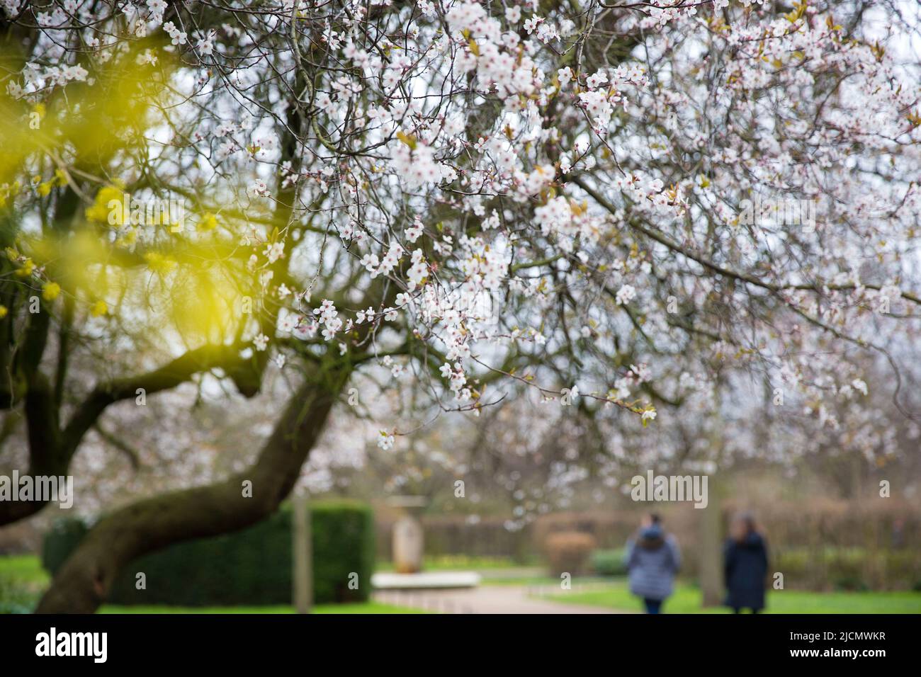 La gente cammina mentre i fiori fioriscono nel Regent’s Park, Londra. Foto Stock