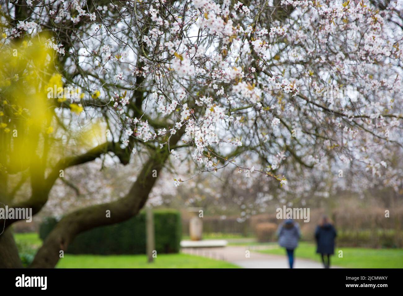 La gente cammina mentre i fiori fioriscono nel Regent’s Park, Londra. Foto Stock