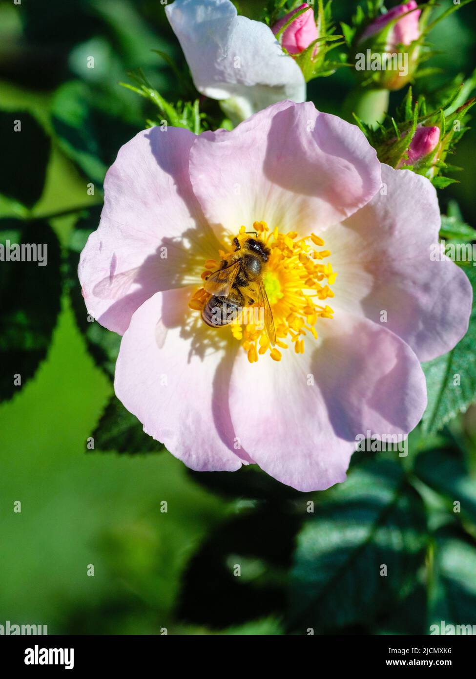 L'ape raccoglie miele su rosa fiorita Foto Stock