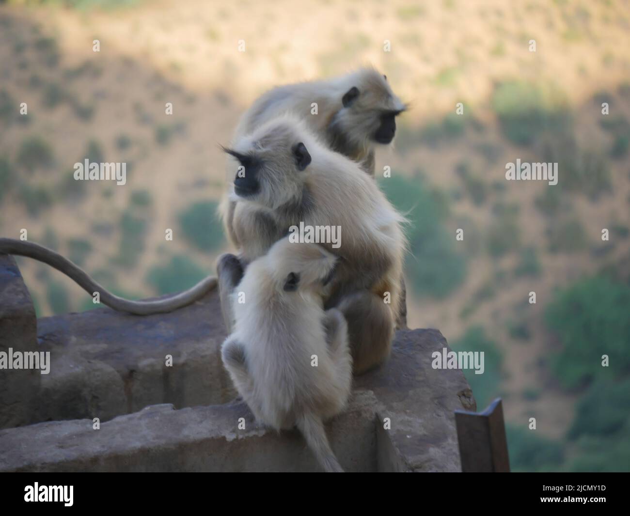 Indian Grey Langur hanuman scimmie truppe di riposo sulla montagna Foto Stock