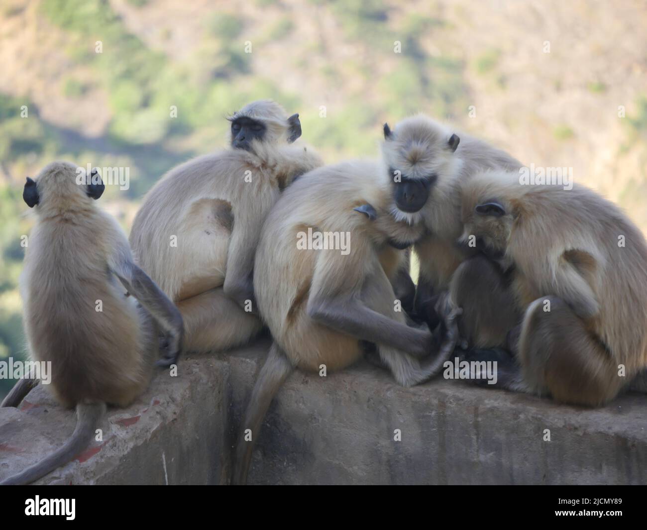 Indian Grey Langur hanuman scimmie truppe di riposo sulla montagna Foto Stock