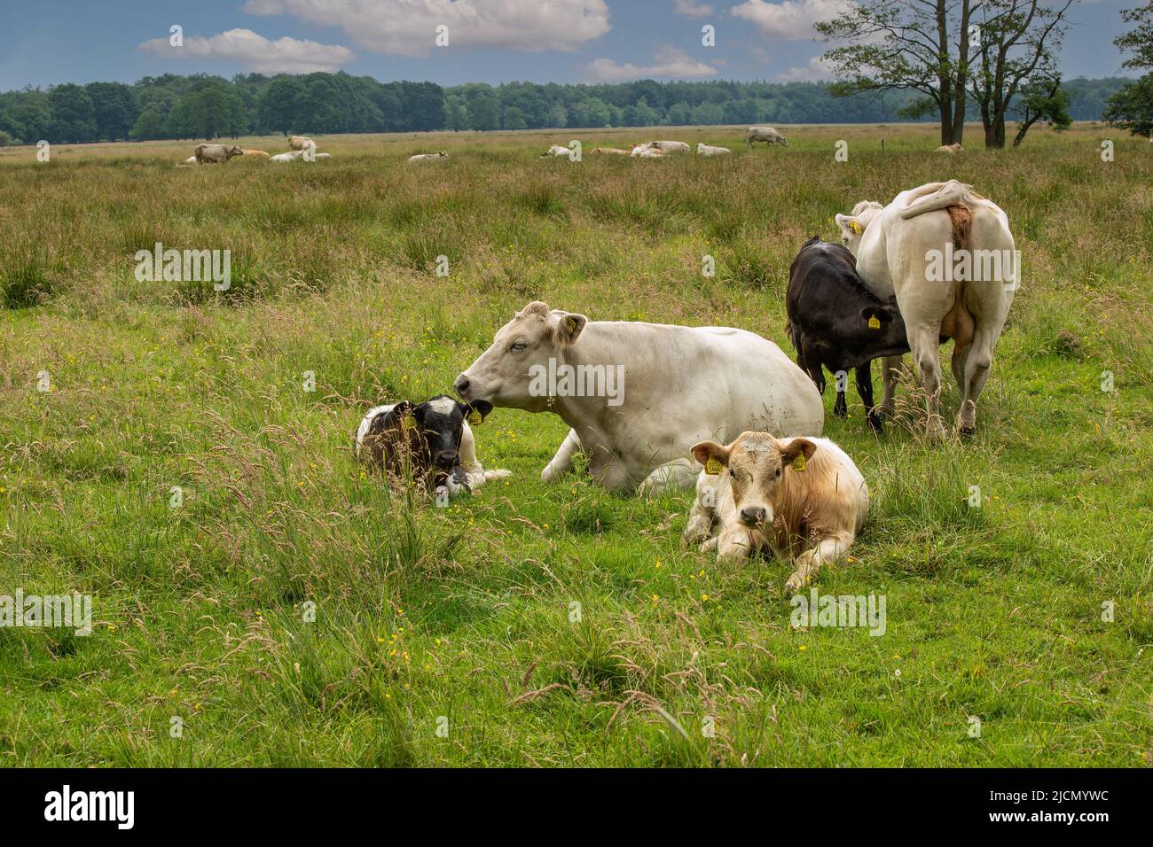 Paesaggio naturale prato valle fiume Andersche Diep in provincia olandese di Drenthe con allevamento di mucche Charolais riposo con vitelli menzogna e lattanti Foto Stock