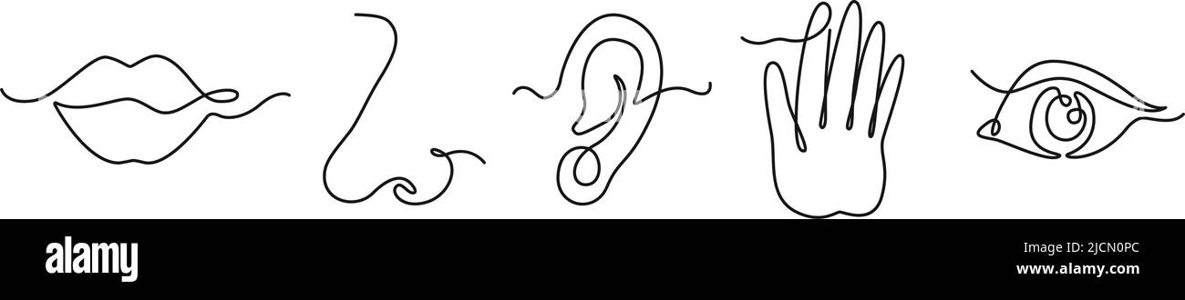 Una linea cinque sensi umani. Bocca per sentire il gusto, dal naso all'odore e dall'orecchio all'udito. Mano al tatto e occhio alla vista. Organi di senso umano disegnati a mano Illustrazione Vettoriale