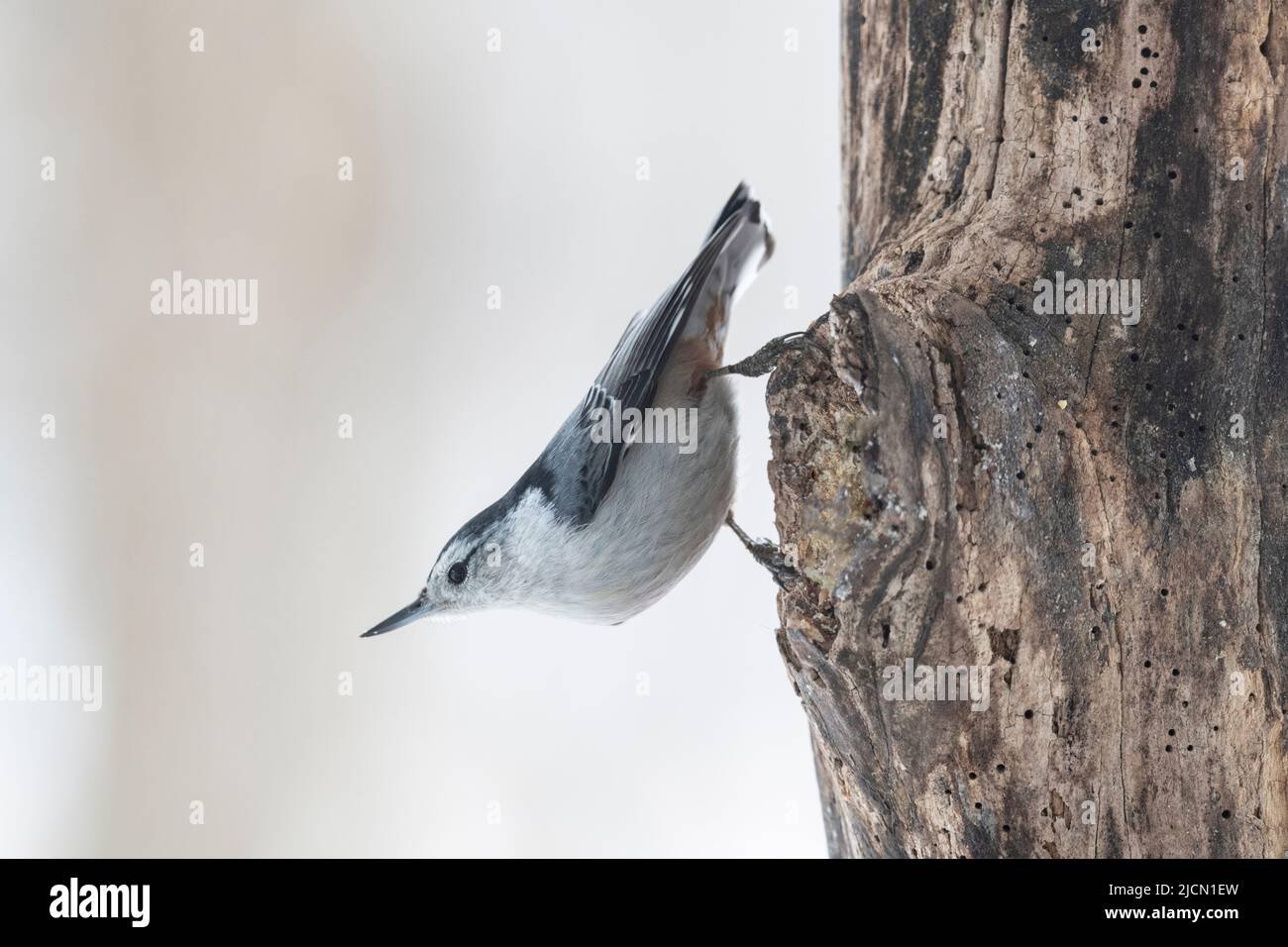 Bianco-breasted, nuthatch, Sitta carolinensis, su albero alla ricerca di cibo in inverno, Brownsburg-Chatham, Quebec, Canada Foto Stock