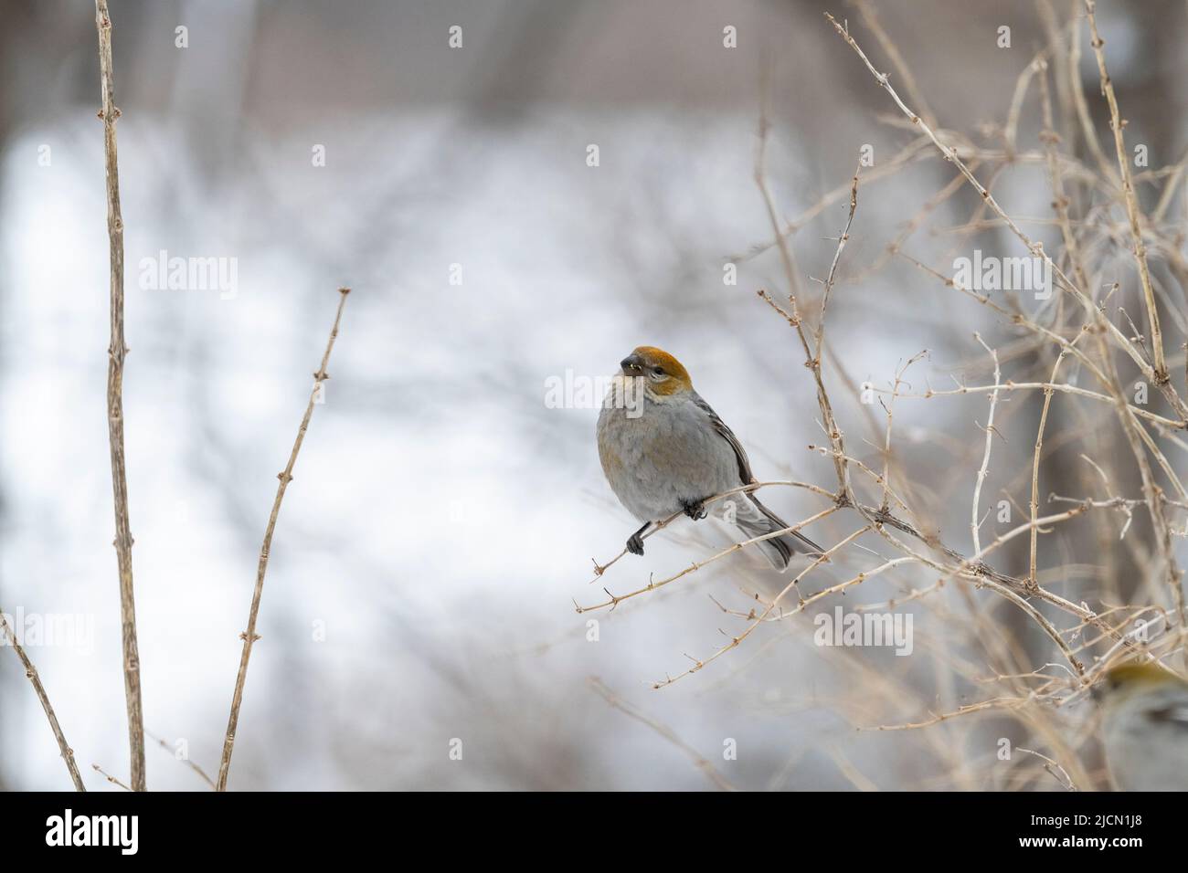 Femmina Pino Grosseak, enucleatore Pinicola, su ramo d'albero feasting su boccioli secchi, Browndburg, Quebec, Canada Foto Stock